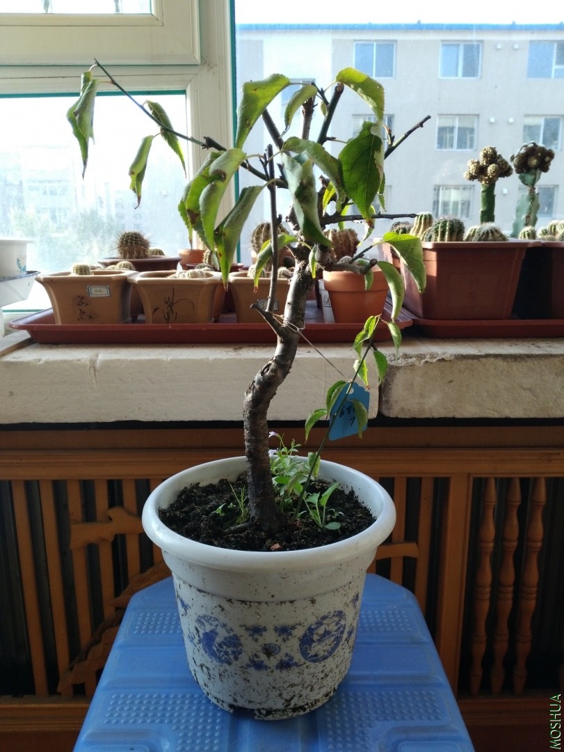 IMG_20191106_071618.jpg