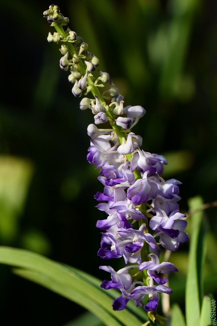 DSC_4084.JPG