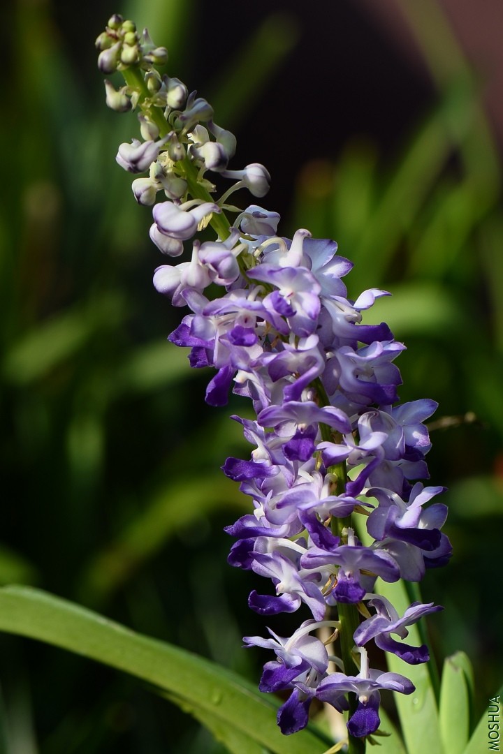 DSC_4289.JPG