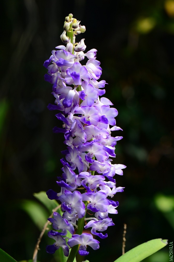 DSC_4651.JPG