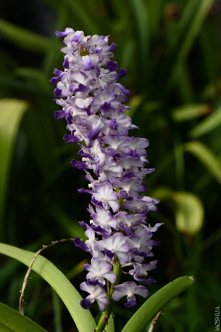 DSC_4981.JPG