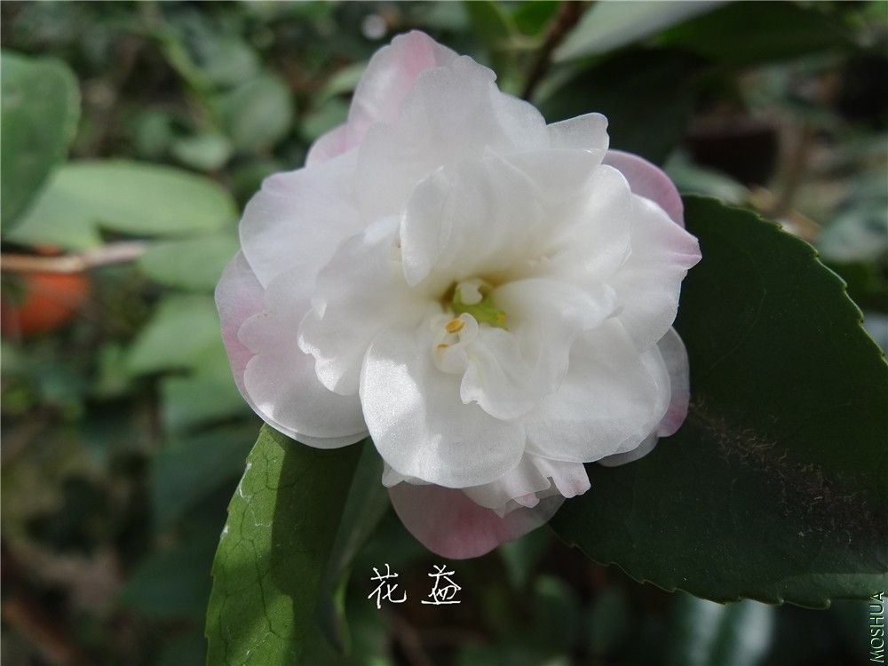DSC04363.jpg