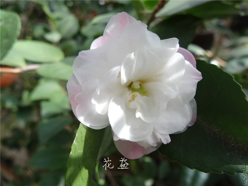 DSC04364.jpg