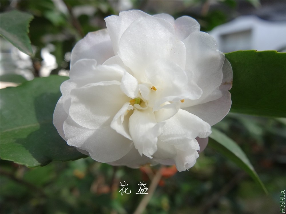 DSC04366.jpg