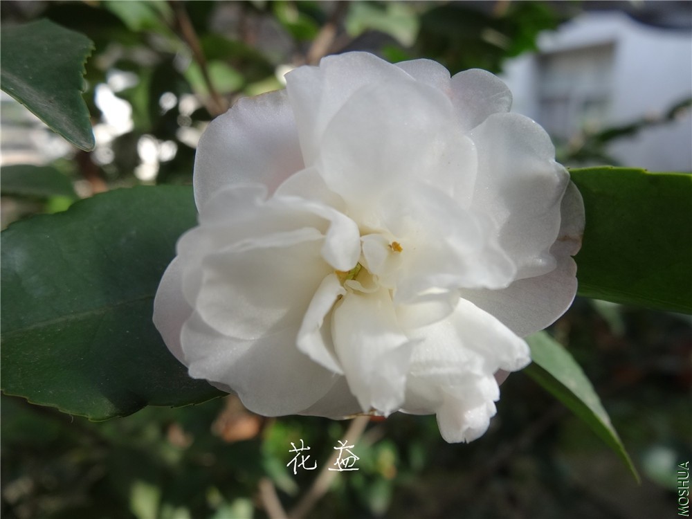 DSC04369.jpg