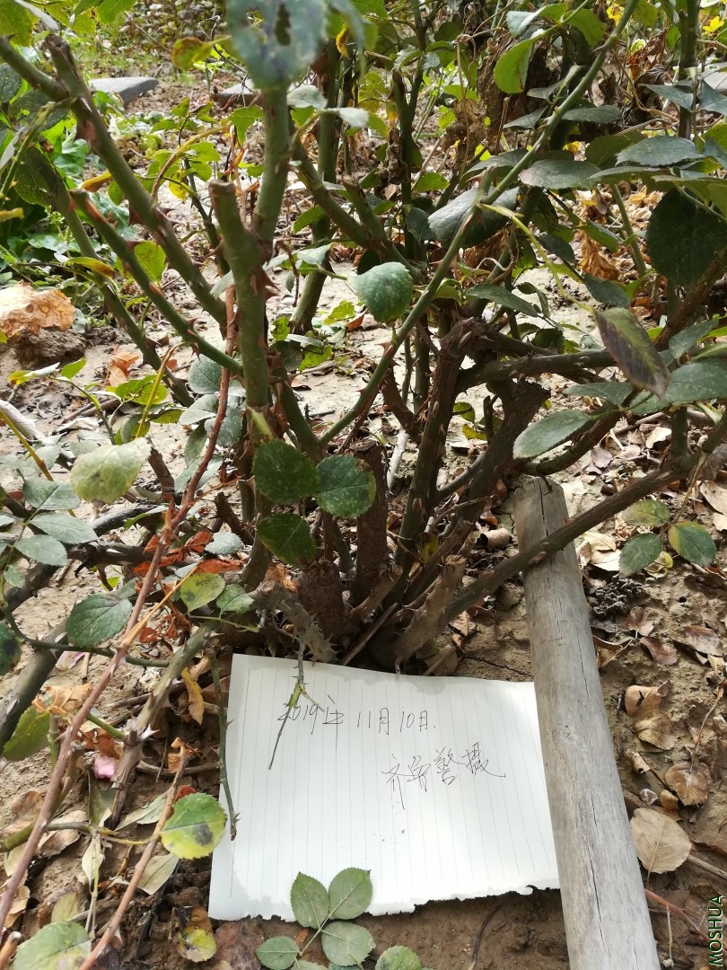 QQͼƬ20191110114051.jpg