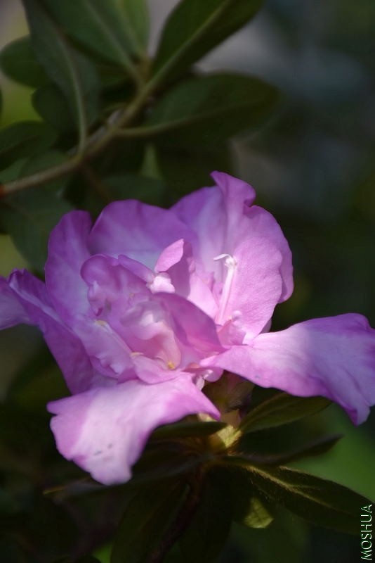 DSC_04850485.JPG
