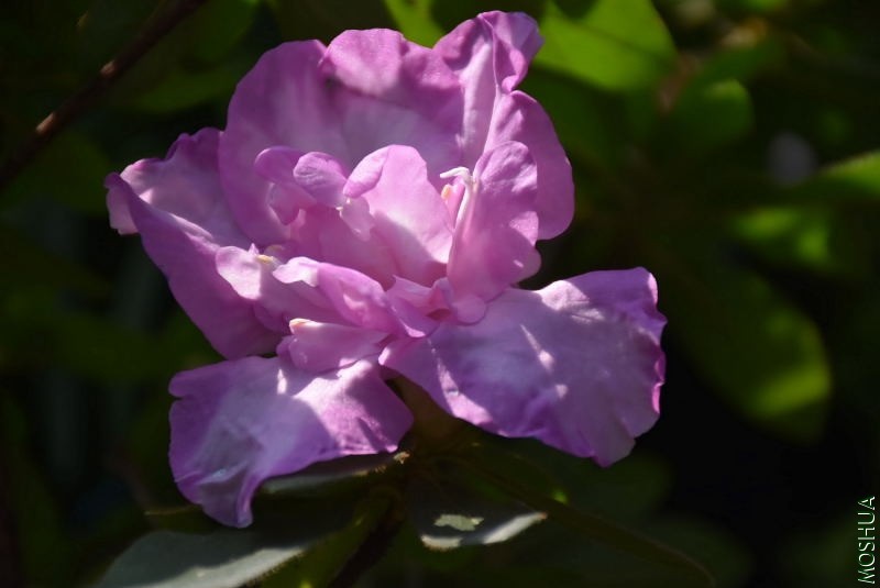 DSC_04950495.JPG