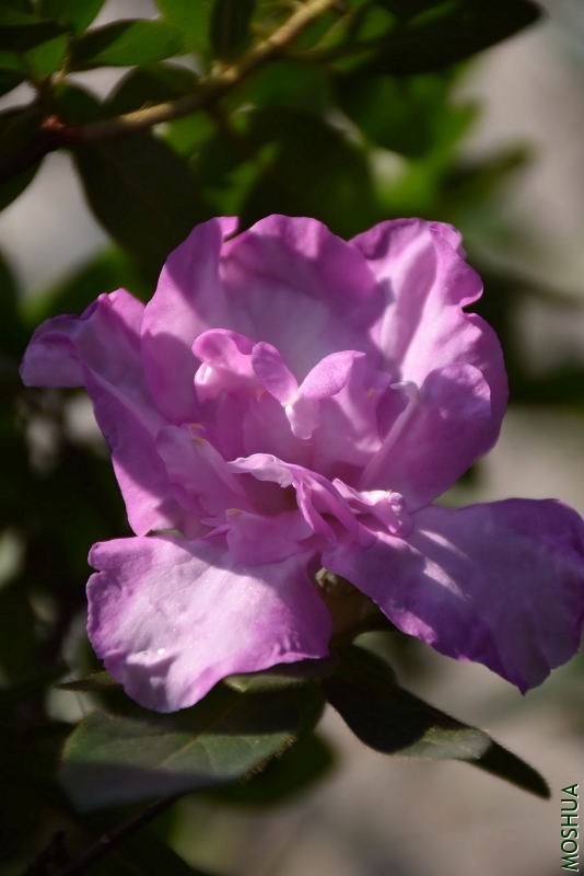 DSC_04640464.JPG