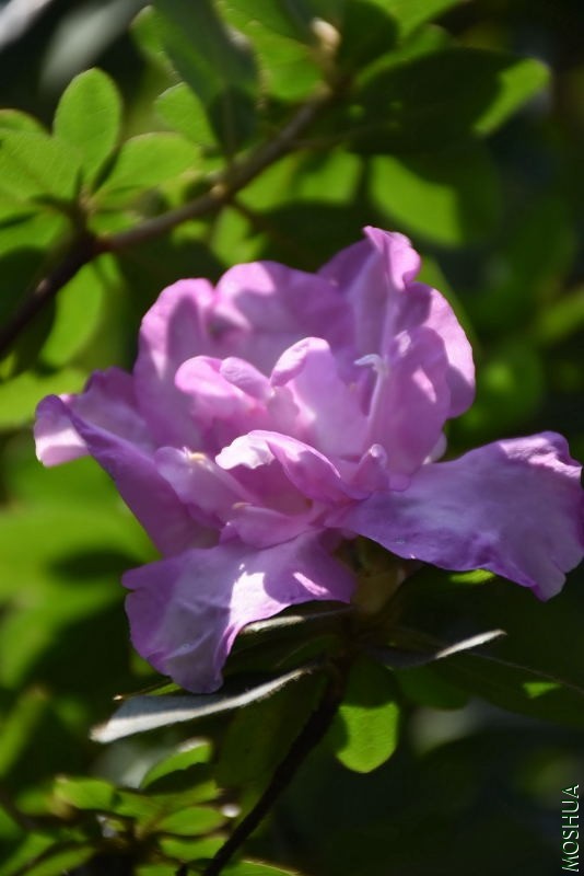 DSC_04780478.JPG