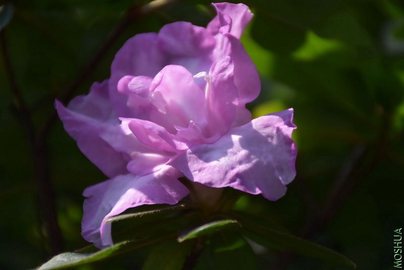 DSC_04530453.JPG