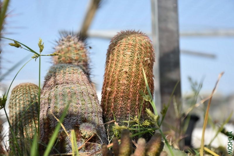 DSC_00460046.JPG