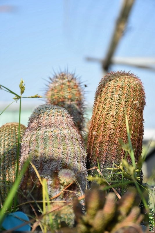 DSC_00410041.JPG