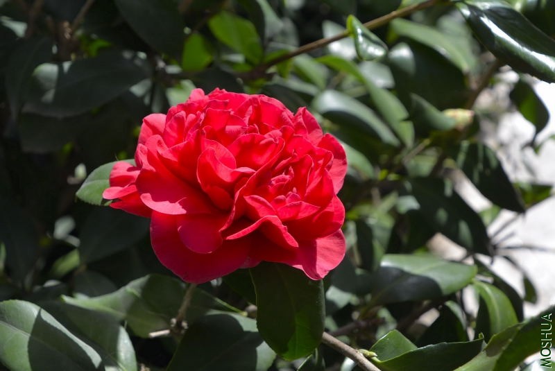 _DSC62830057.JPG