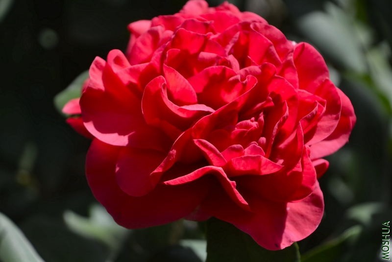 _DSC62790053.JPG