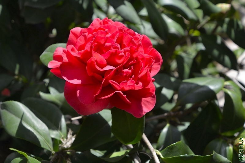 _DSC62850059.JPG