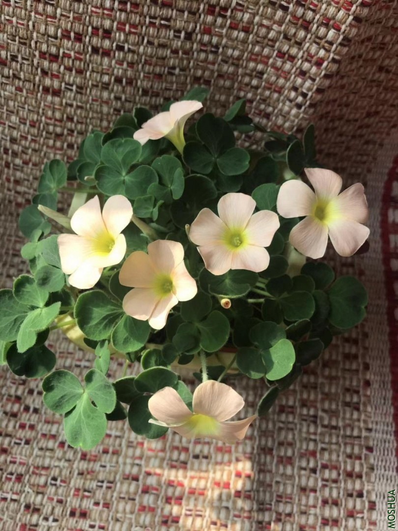 ΢��ͼƬ_20191113103426.jpg