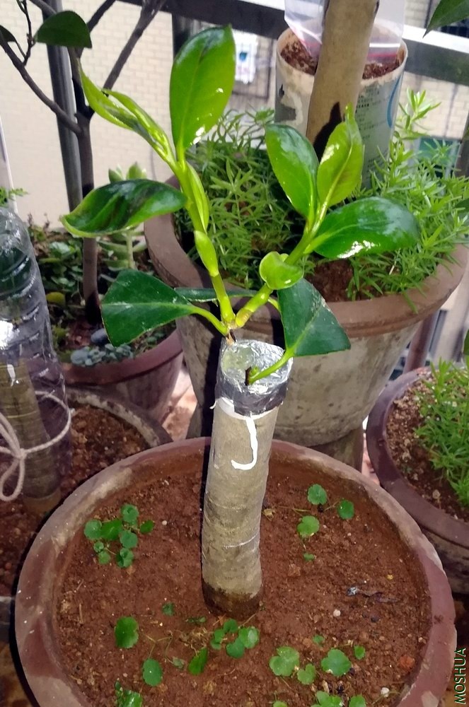 Խ֮���� (5).jpg