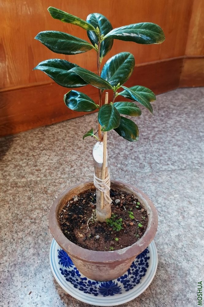 Խ֮���� (14).jpg