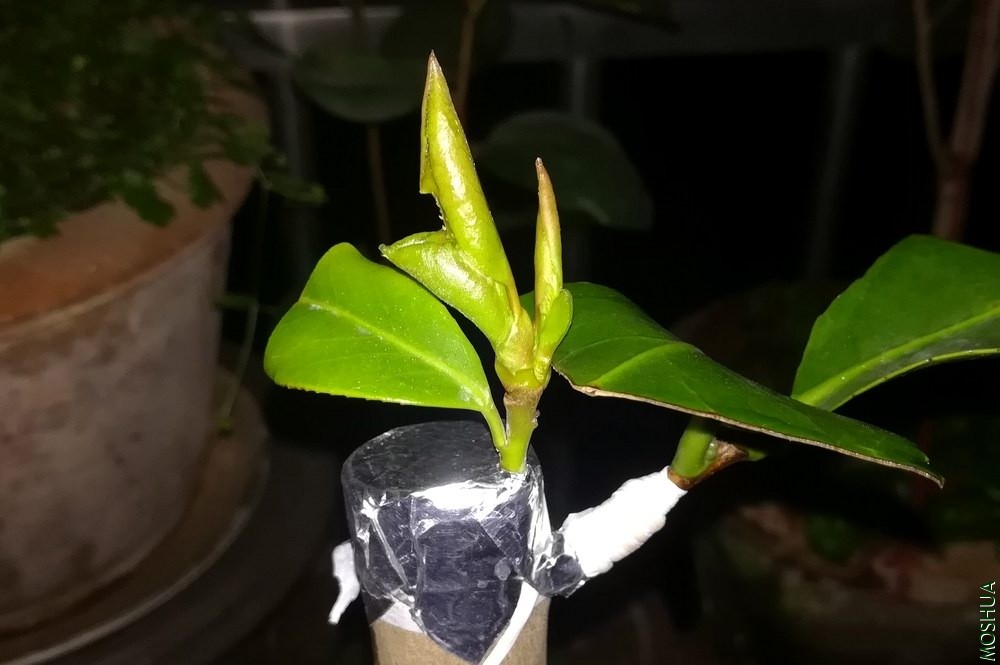 Ҷ������õ��-��ĵ������ (4).jpg