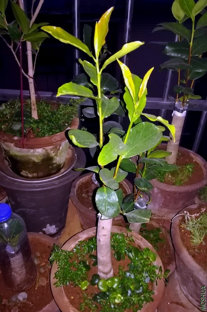 Ҷ������õ��-��ĵ������ (9).jpg