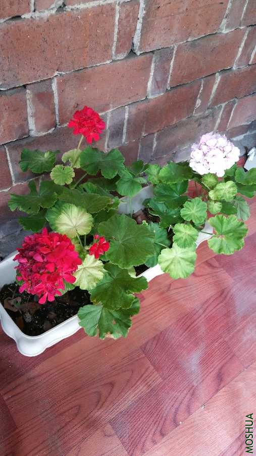 20180728_094306.jpg