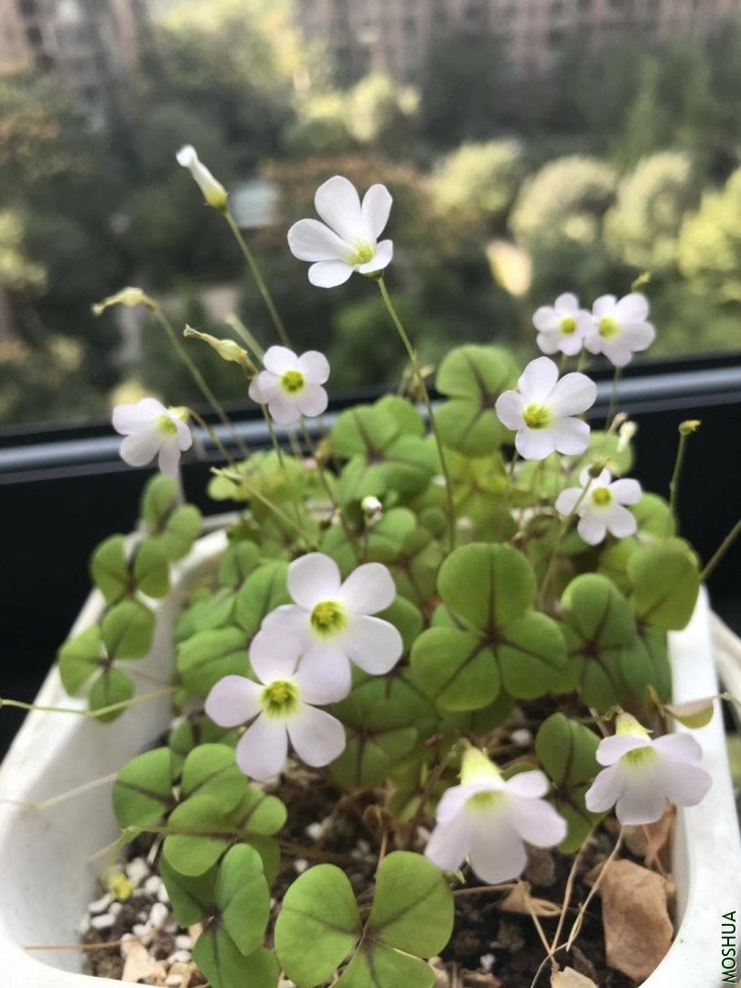 ΢��ͼƬ_20191114143343.jpg