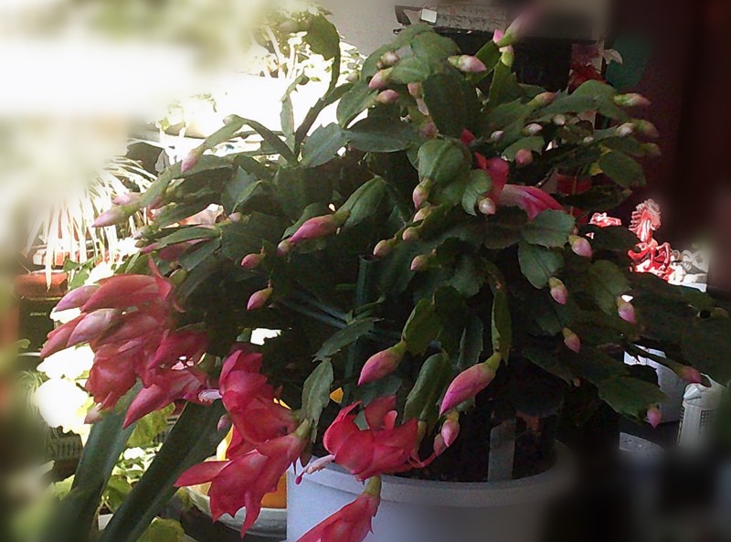 DSCF0004_����.jpg