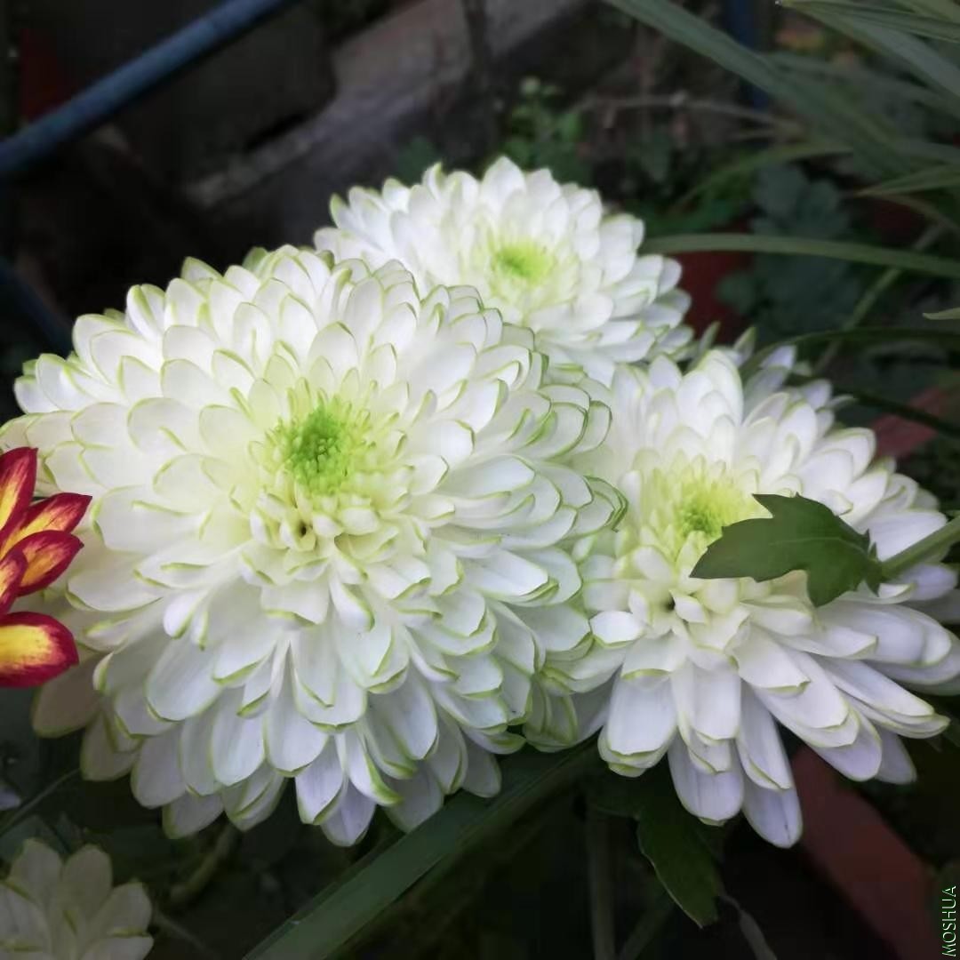 ΢��ͼƬ_20191118084225.jpg