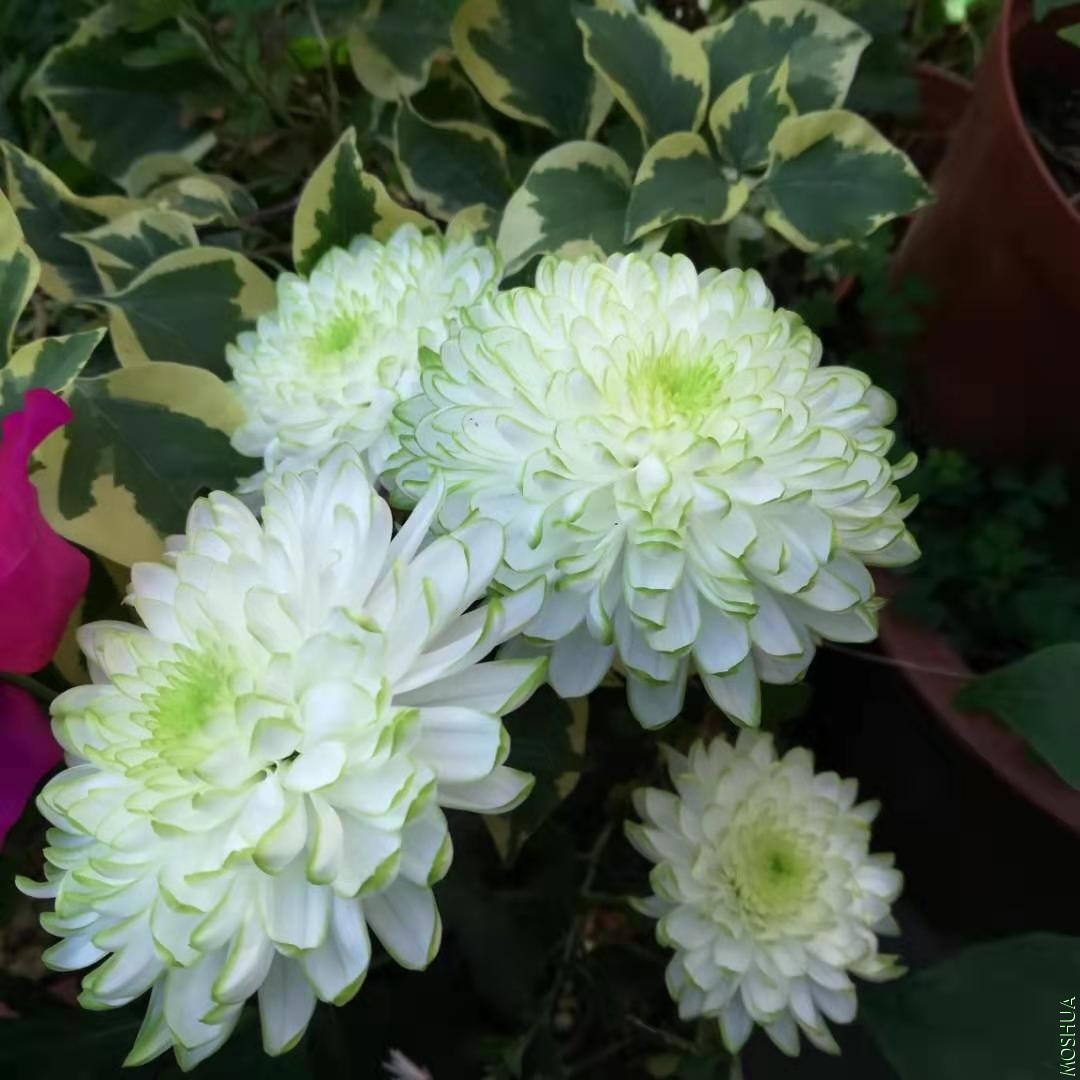 ΢��ͼƬ_20191118084316.jpg
