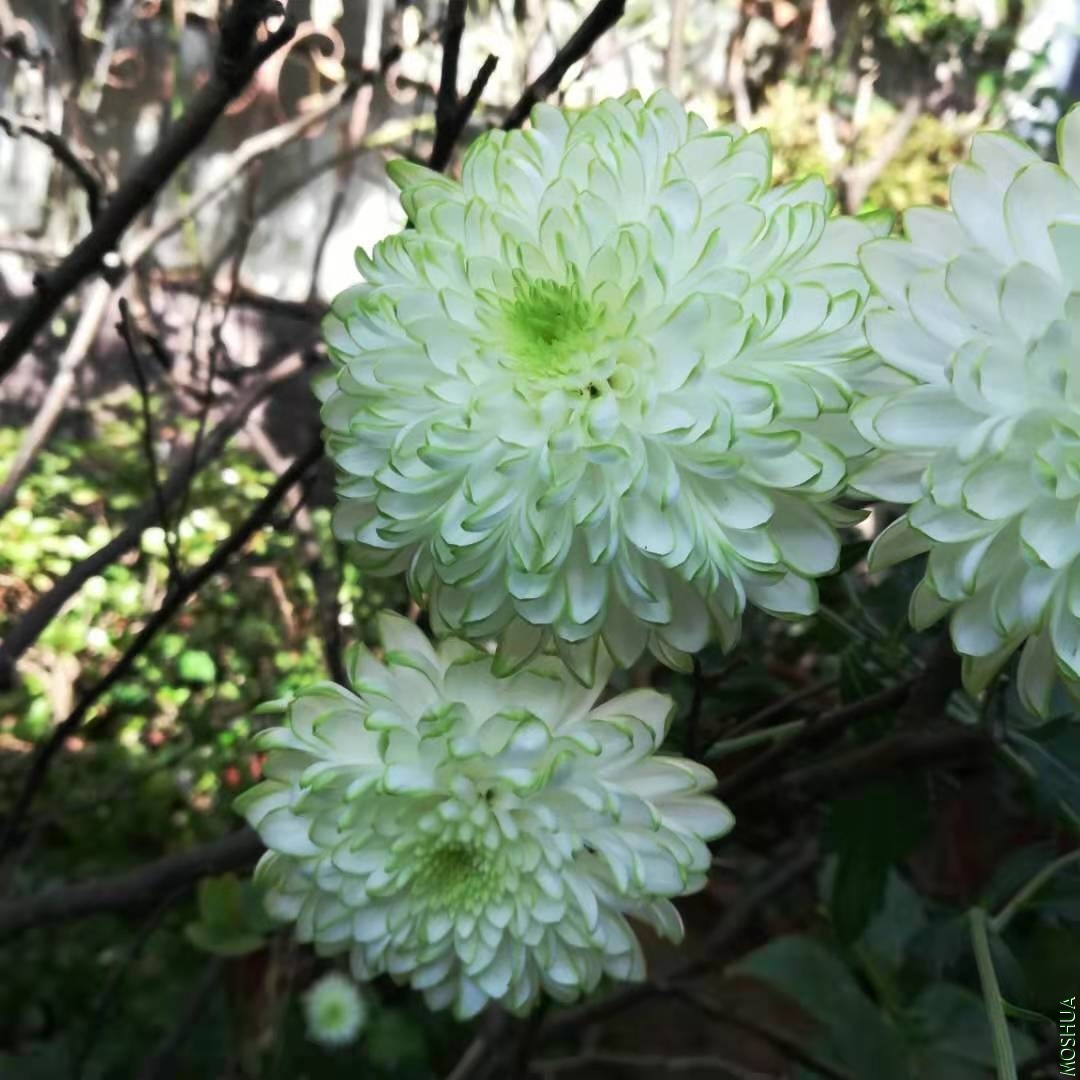 ΢��ͼƬ_20191118084234.jpg