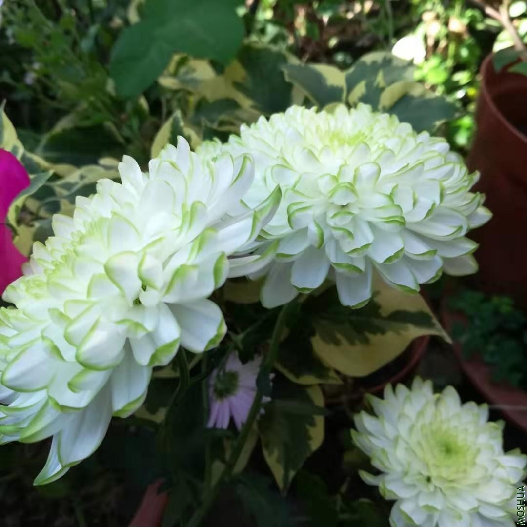 ΢��ͼƬ_20191118084303.jpg