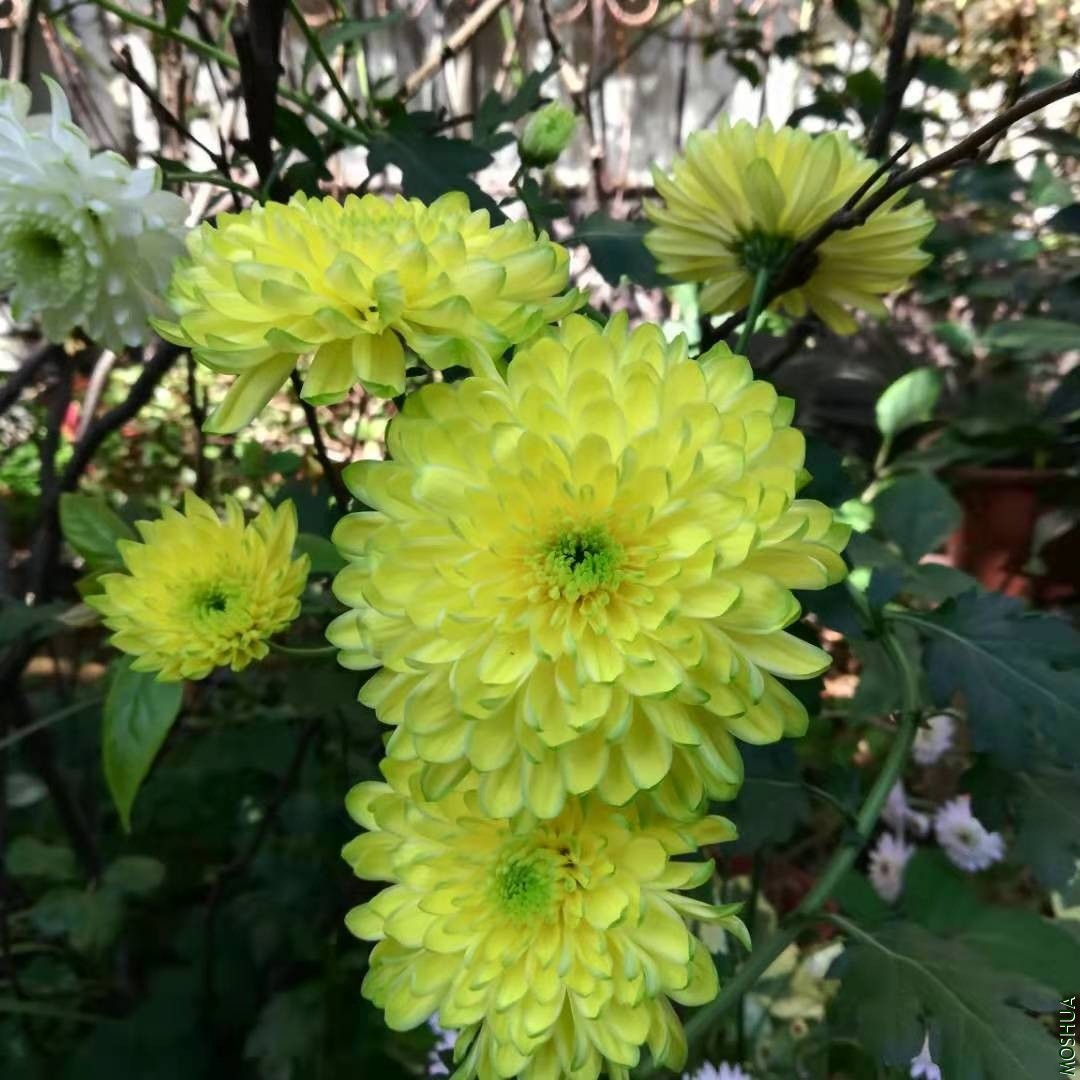΢��ͼƬ_20191118084228.jpg