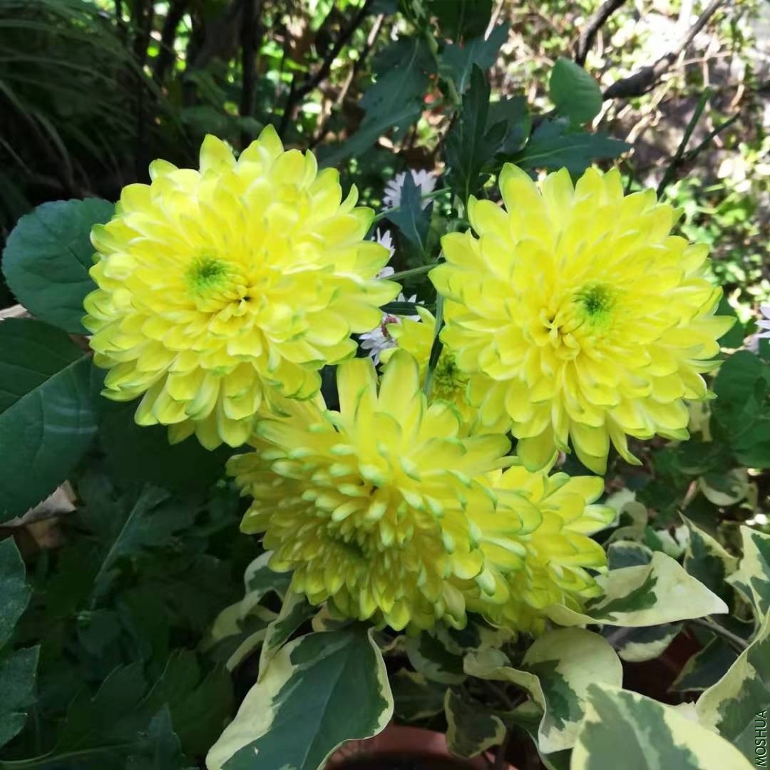 ΢��ͼƬ_20191118084319.jpg