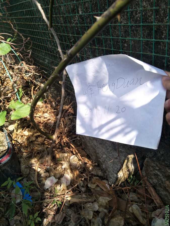 IMG20191120130134.jpg