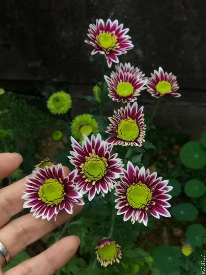 1096895020.jpg