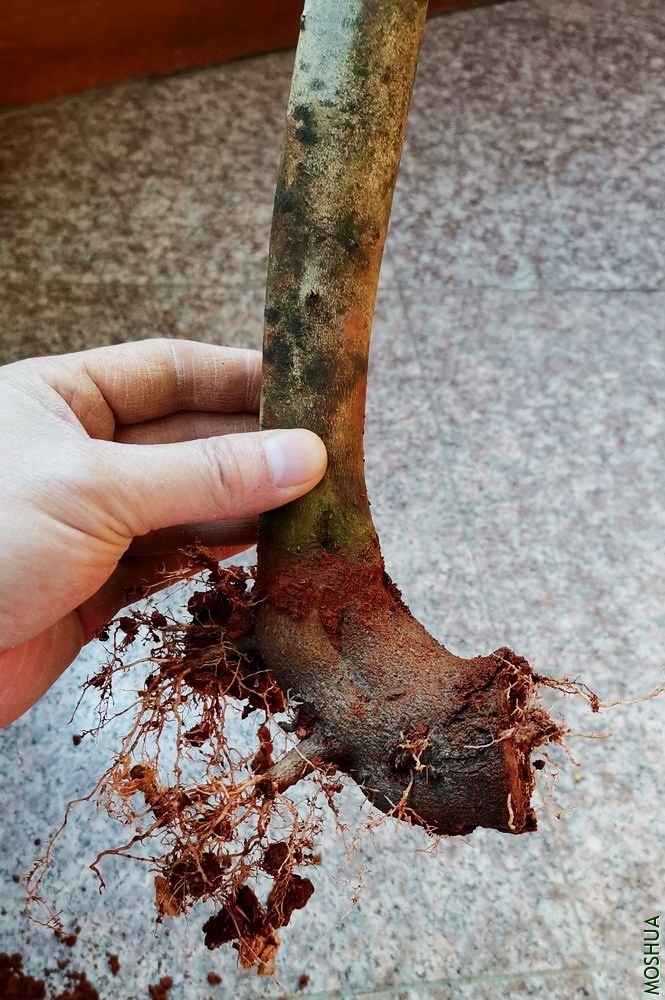 ������ (2).jpg