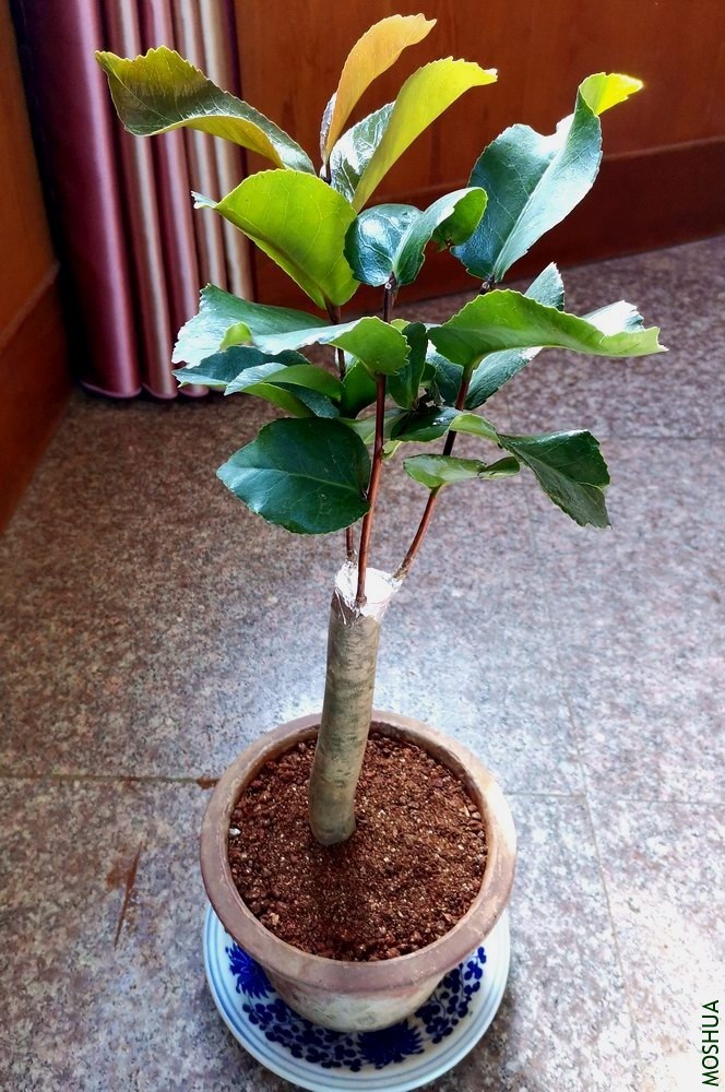 ������ (5).jpg