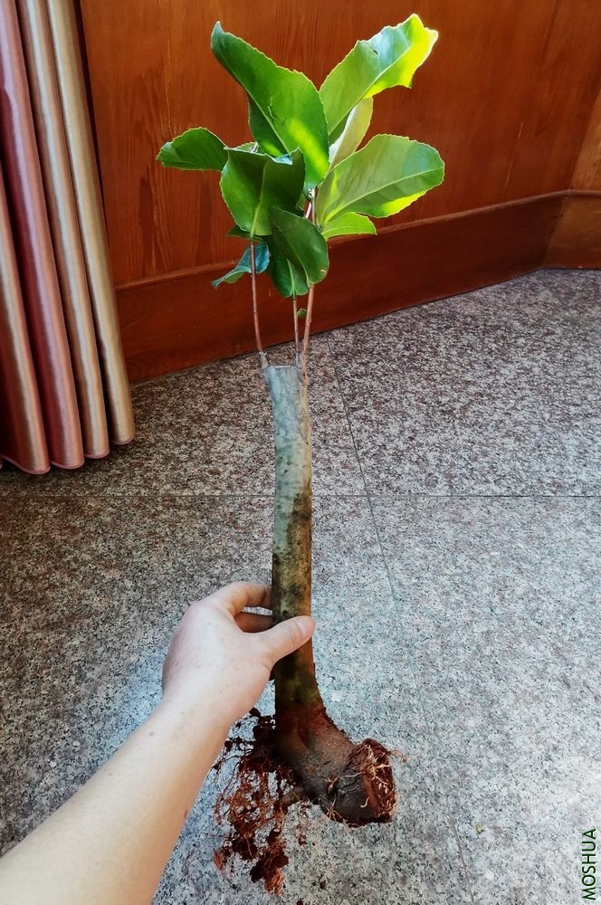 ������ (4).jpg