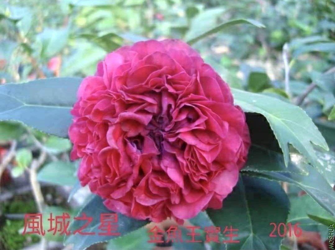 ������ (1).jpg