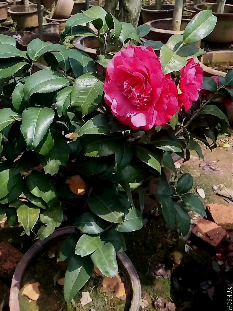 ������ (2).jpg