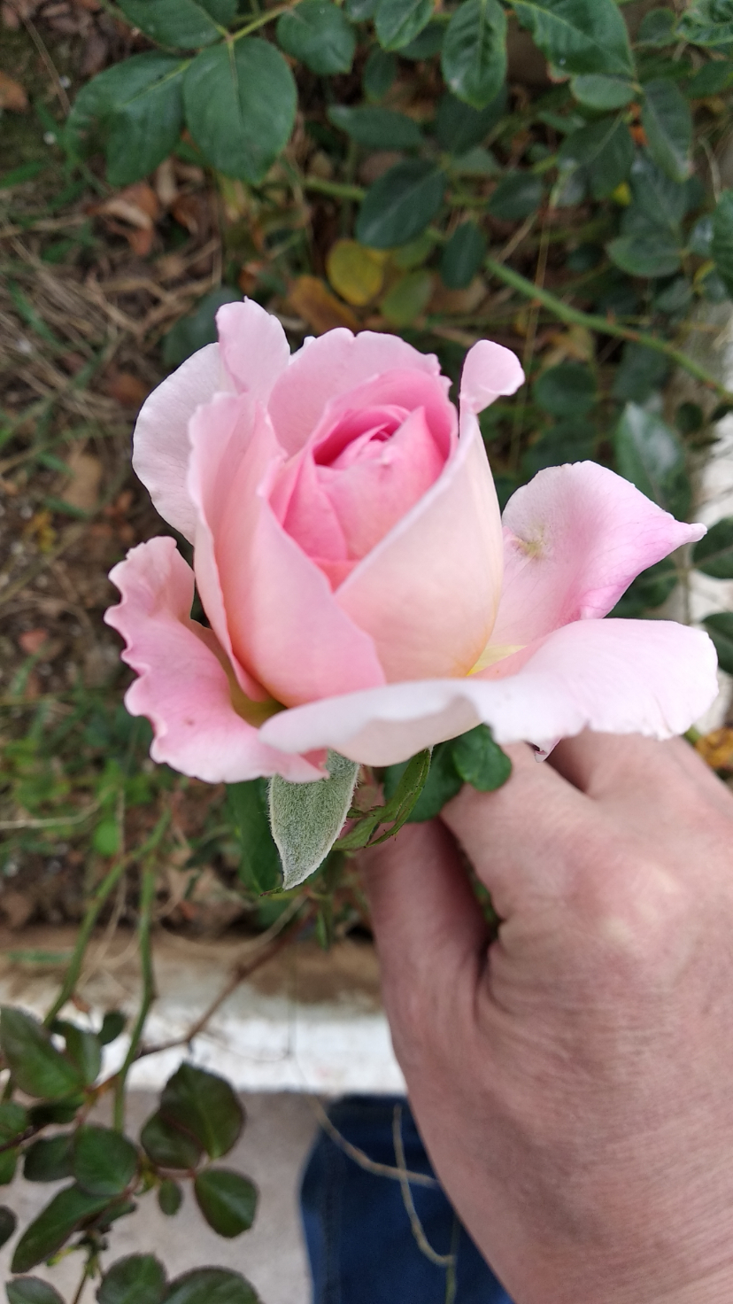 IMG_20191116_100520.jpg