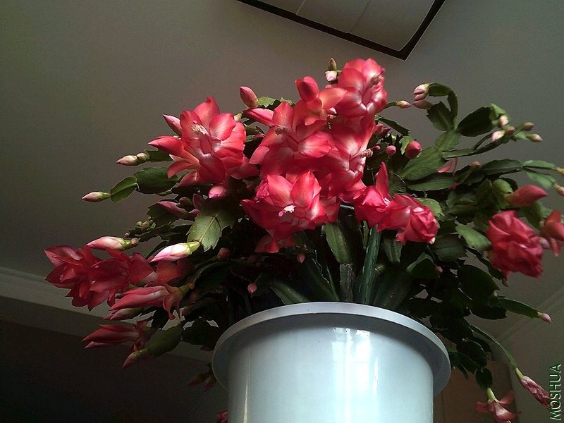 DSCF0001 (2)_����.jpg