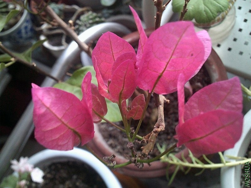DSCF0003 (2)_����.jpg