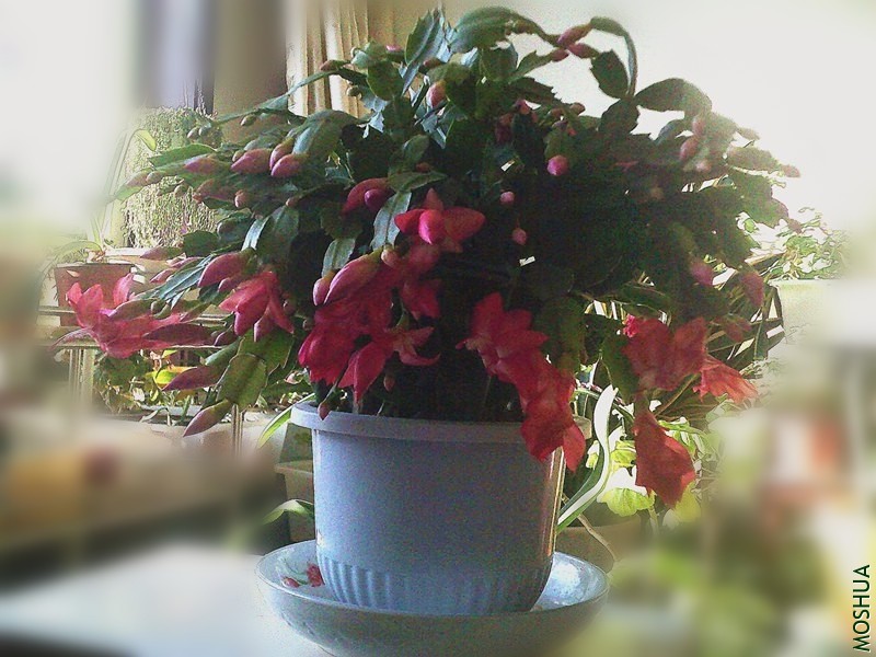 DSCF0003_����.jpg