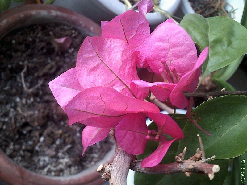 DSCF0004 (2)_����.jpg