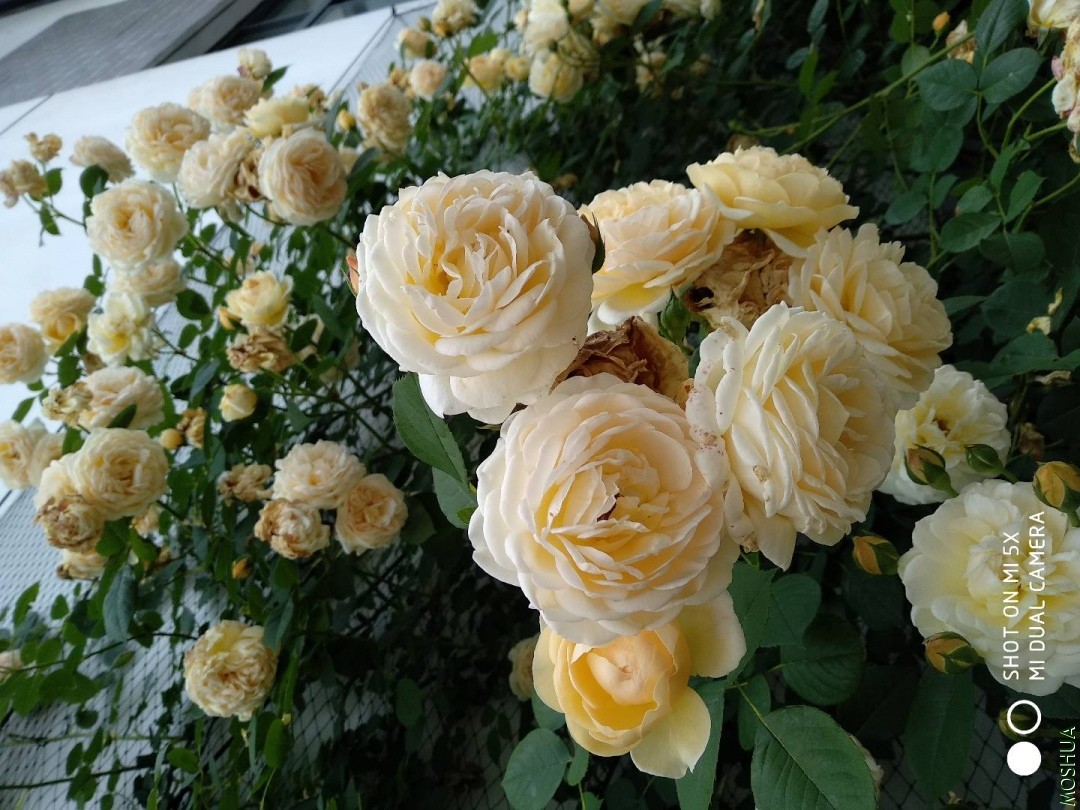 IMG_20180504_161911.jpg