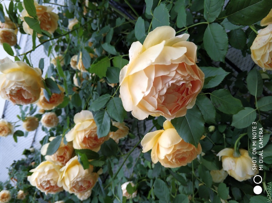 IMG_20190430_173746.jpg