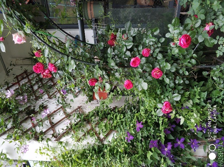 IMG_20190430_174209.jpg