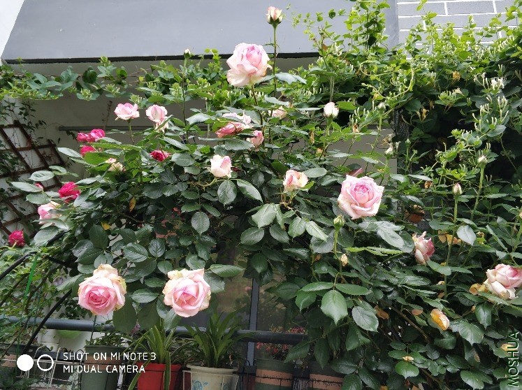 IMG_20190430_173958.jpg